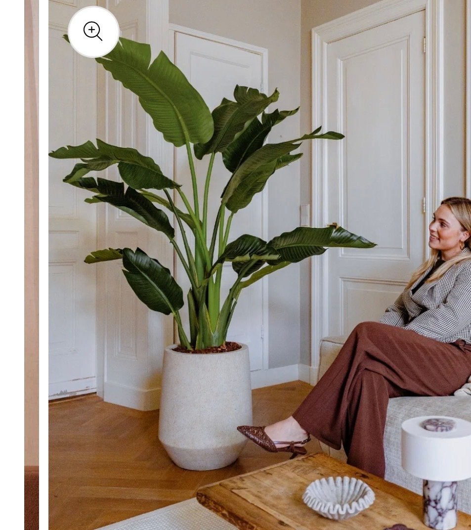 Strelitzia Deluxe Kunstplant 170 cm - RHODEflowers, Ophalen, Binnen, Groen, Kunstplant