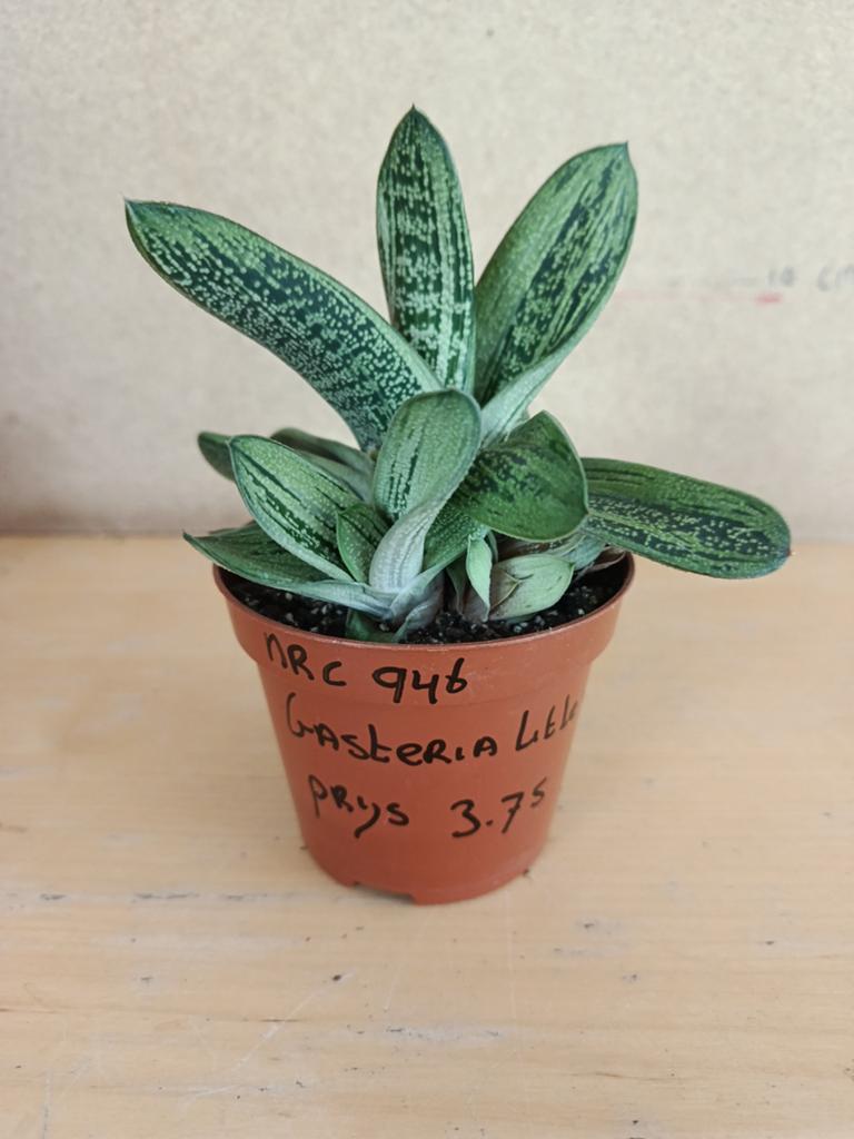 Gasteria little warthy potmaat 8.5 nummer c946, Ophalen of Verzenden, Halfschaduw, Minder dan 100 cm