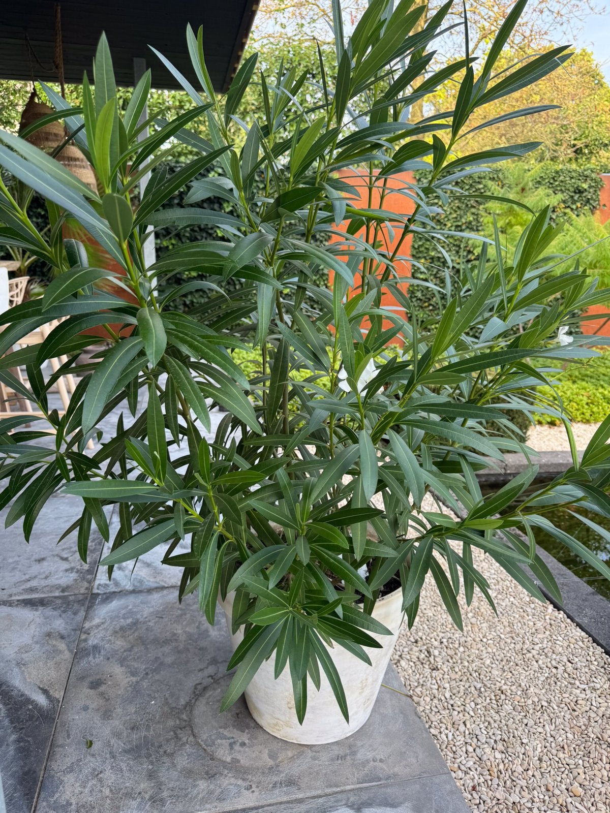 Gróte Witte Oleander in Franse terracotta pot balkon terras, Ophalen