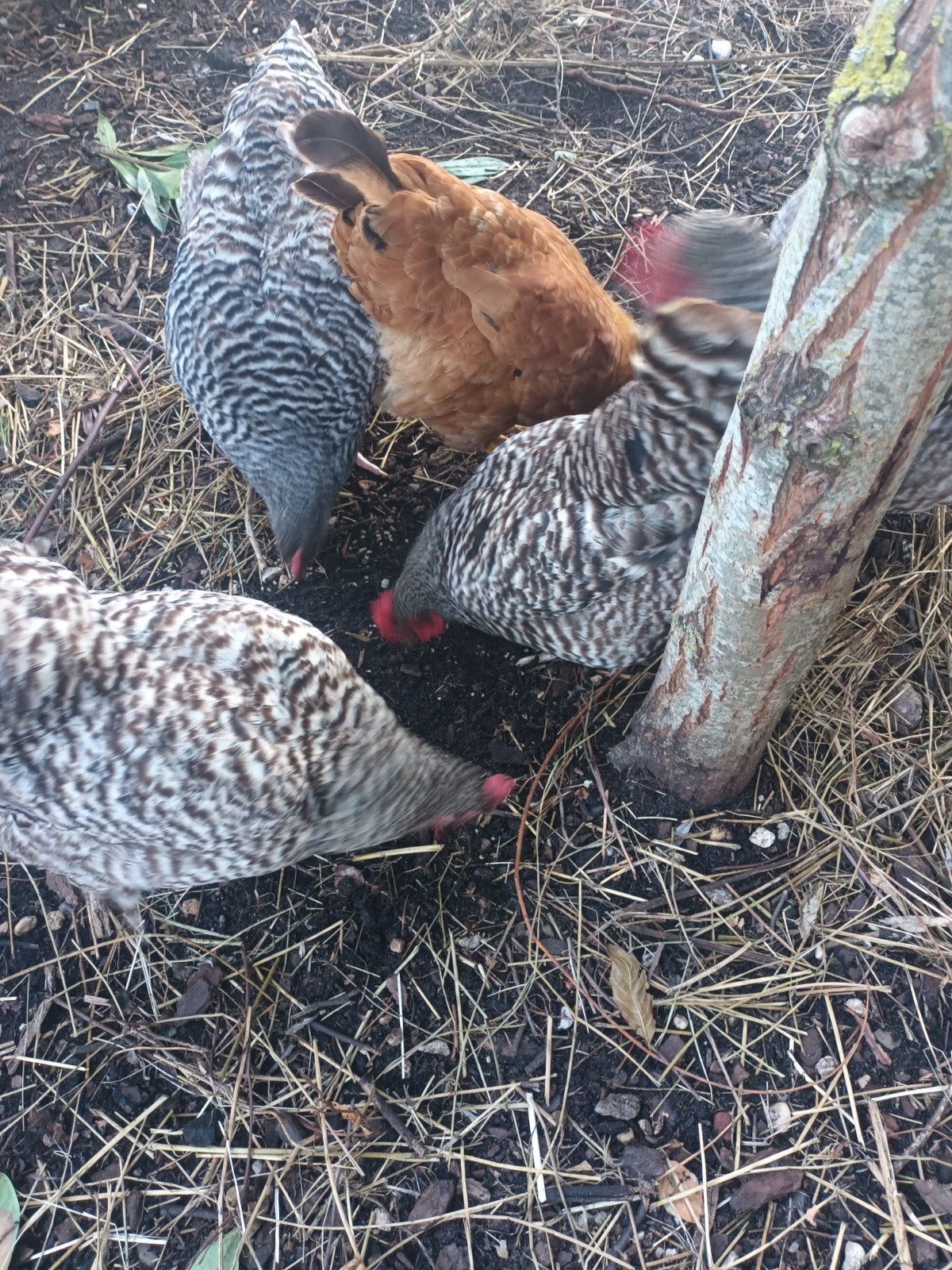 kippen te koop 6 stuks., Vrouwelijk, Kip