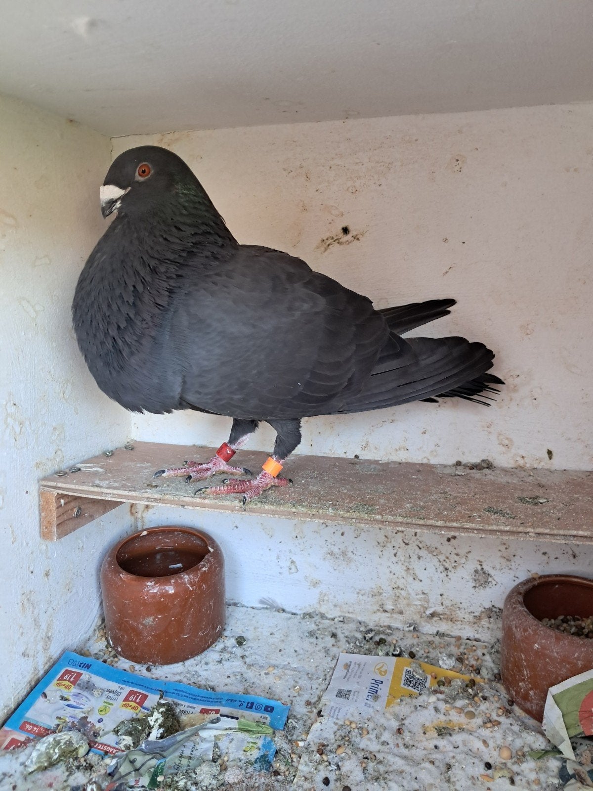 Laudino Sevillano., Dieren en Toebehoren, Meerdere dieren
