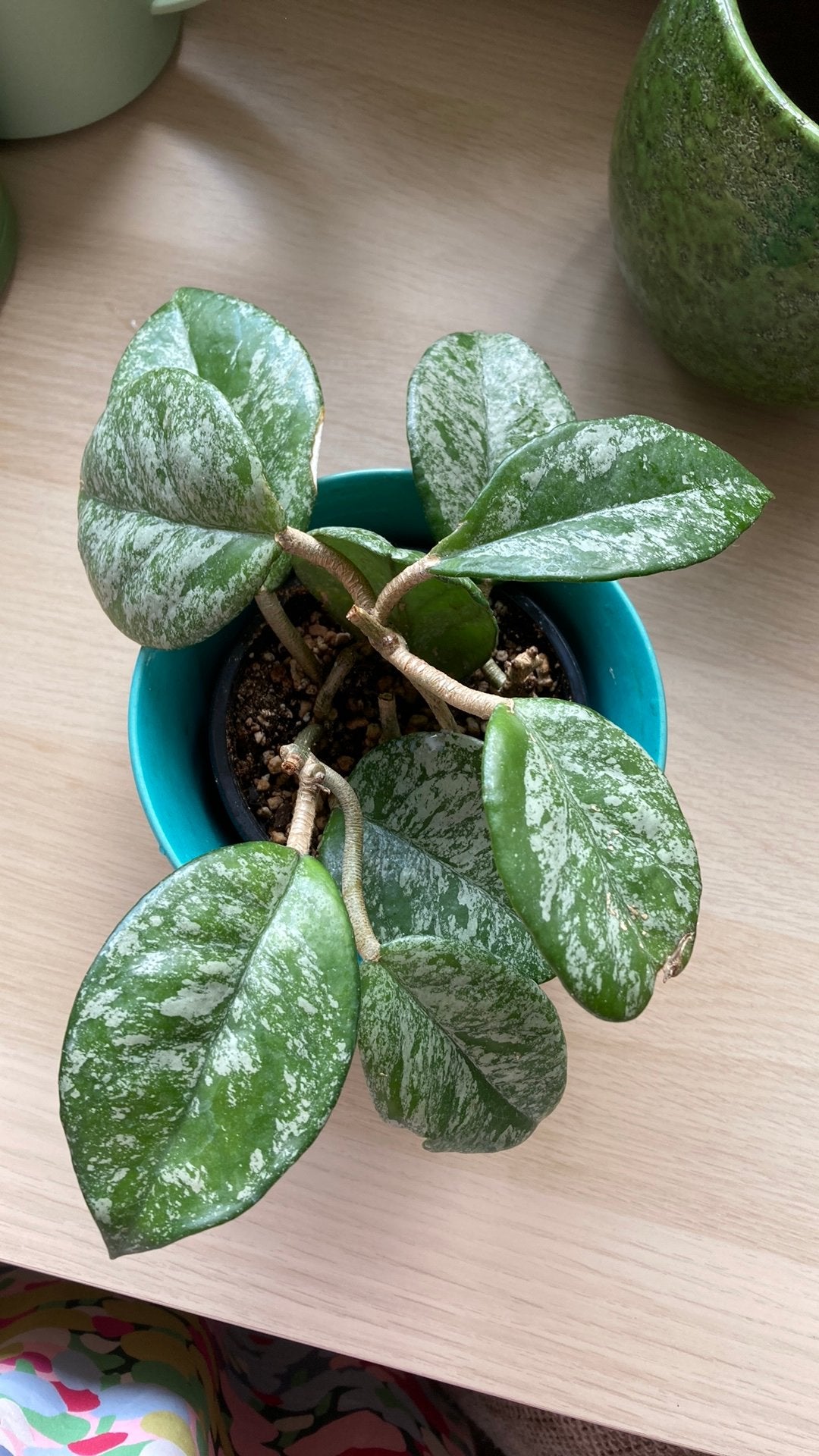 Hoya Carnosa Freckells, Huis en Inrichting, Ophalen of Verzenden, Halfschaduw, Minder dan 100 cm