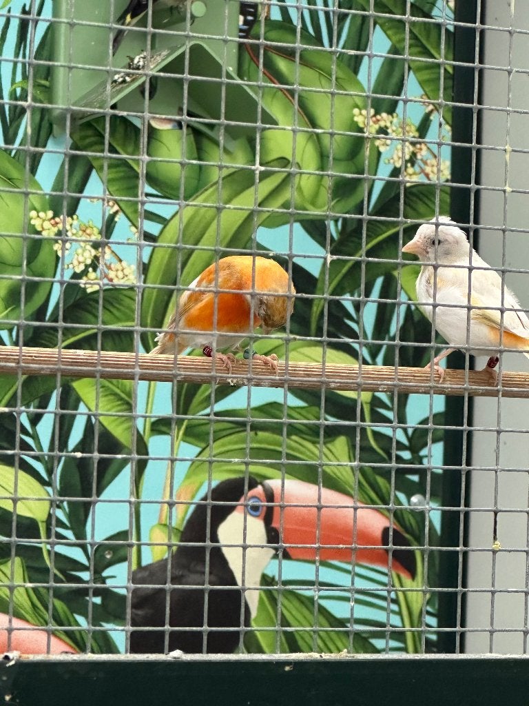 Mutatie kapoetsijsen, Meerdere dieren