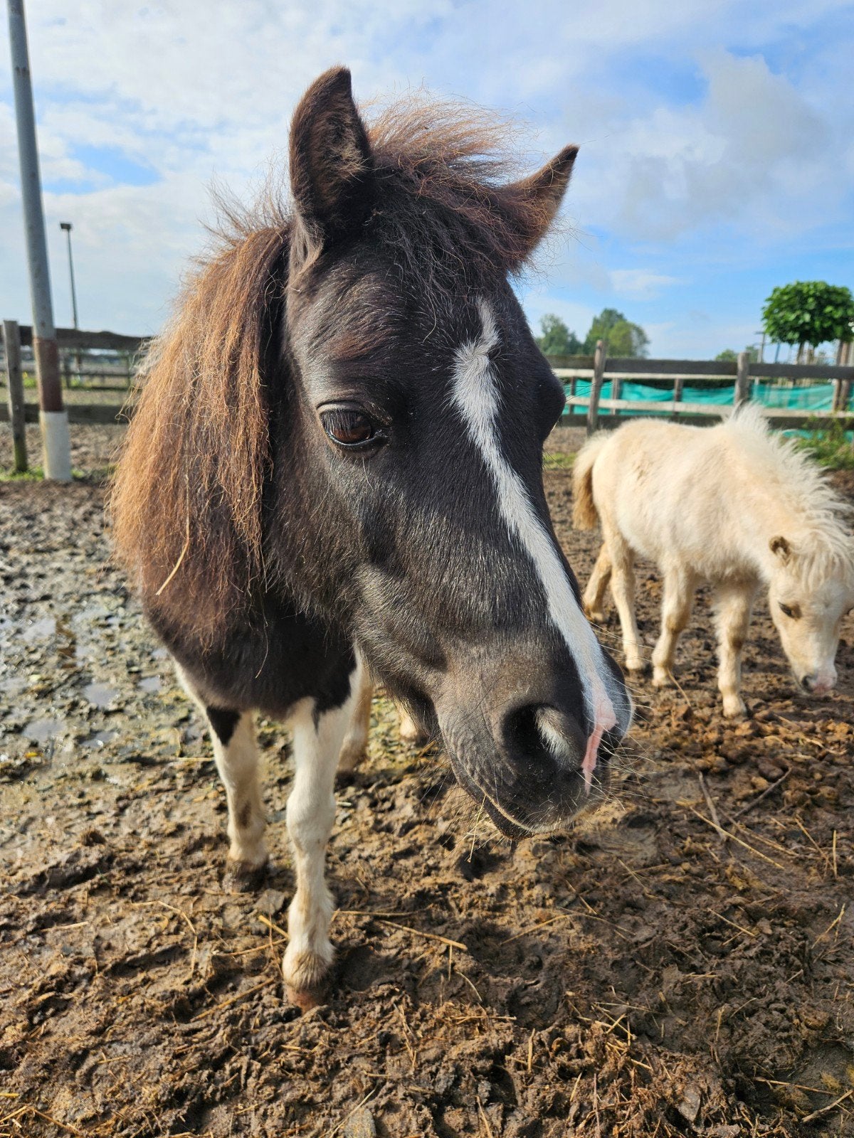 nmprs/amha  zwart bonte merrie, Dieren en Toebehoren, Minder dan 160 cm, 0 tot 2 jaar