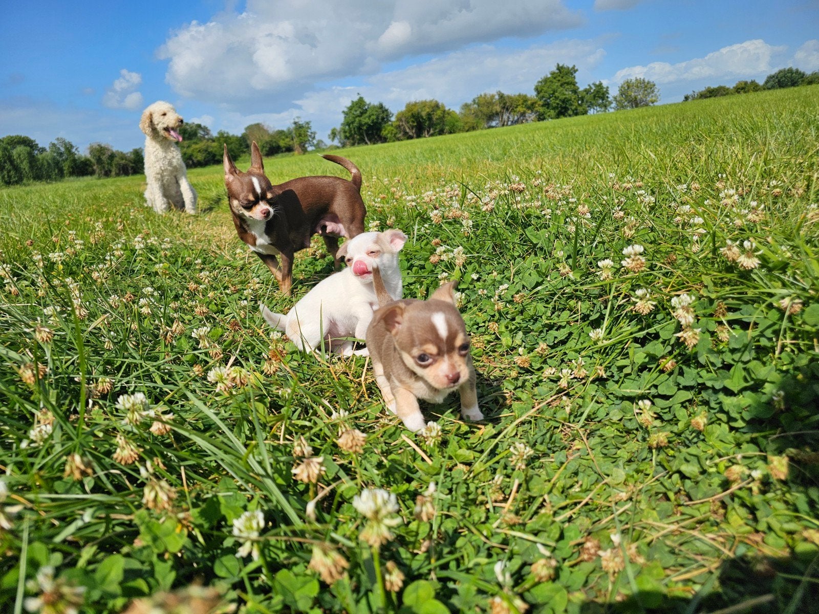 Prachtige Chihuahua pups, 8 tot 15 weken, Parvo, Teef, Meerdere