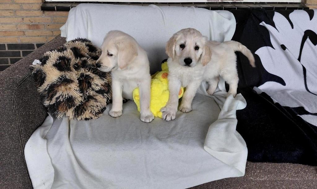4 Golden retriever x Labrador pups ( reutjes ), Dieren en Toebehoren, Honden | Retrievers, Spaniëls en Waterhonden, Parvo, 8 tot 15 weken