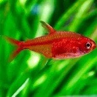 hyphessobrycon amandae €1,50, Dieren en Toebehoren, Vissen | Aquariumvissen, Vis, Zoetwatervis
