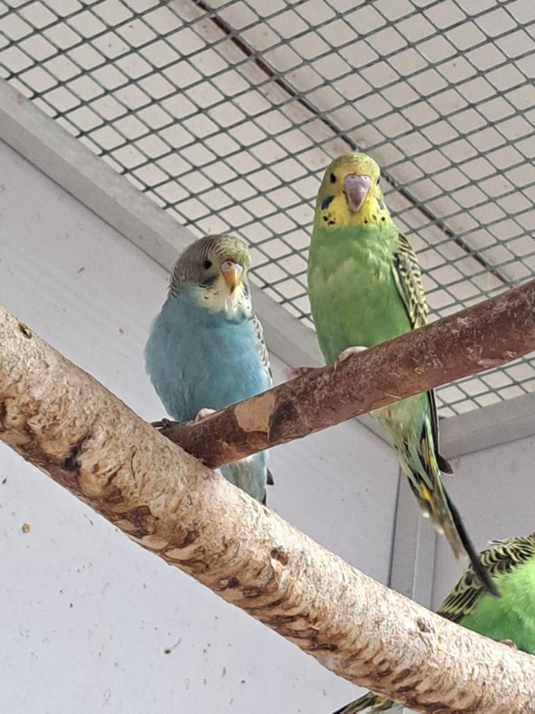 Jonge grasparkieten eten zelfstandig leuk om tam te maken, Dieren en Toebehoren, Vogels | Parkieten en Papegaaien, Meerdere dieren