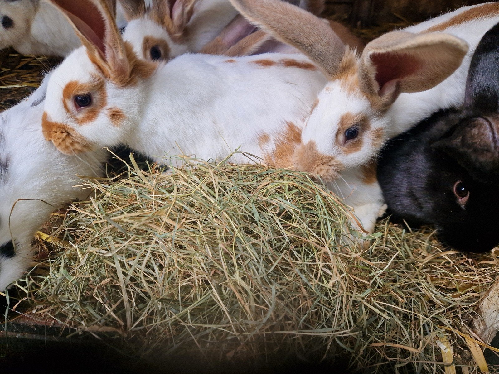 3 jonge Groot Lotharingers, Dieren en Toebehoren, Mannelijk, Groot, 0 tot 2 jaar