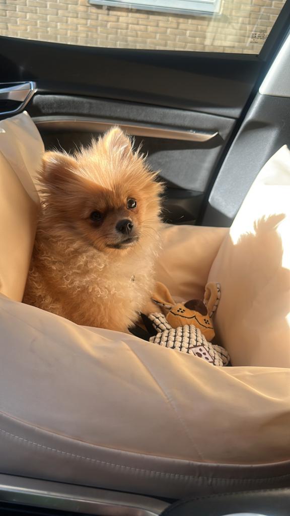 Lieve Pomeriaan zoekt nieuw warm thuis, 15 weken tot 1 jaar, Reu, Eén hond, Klein