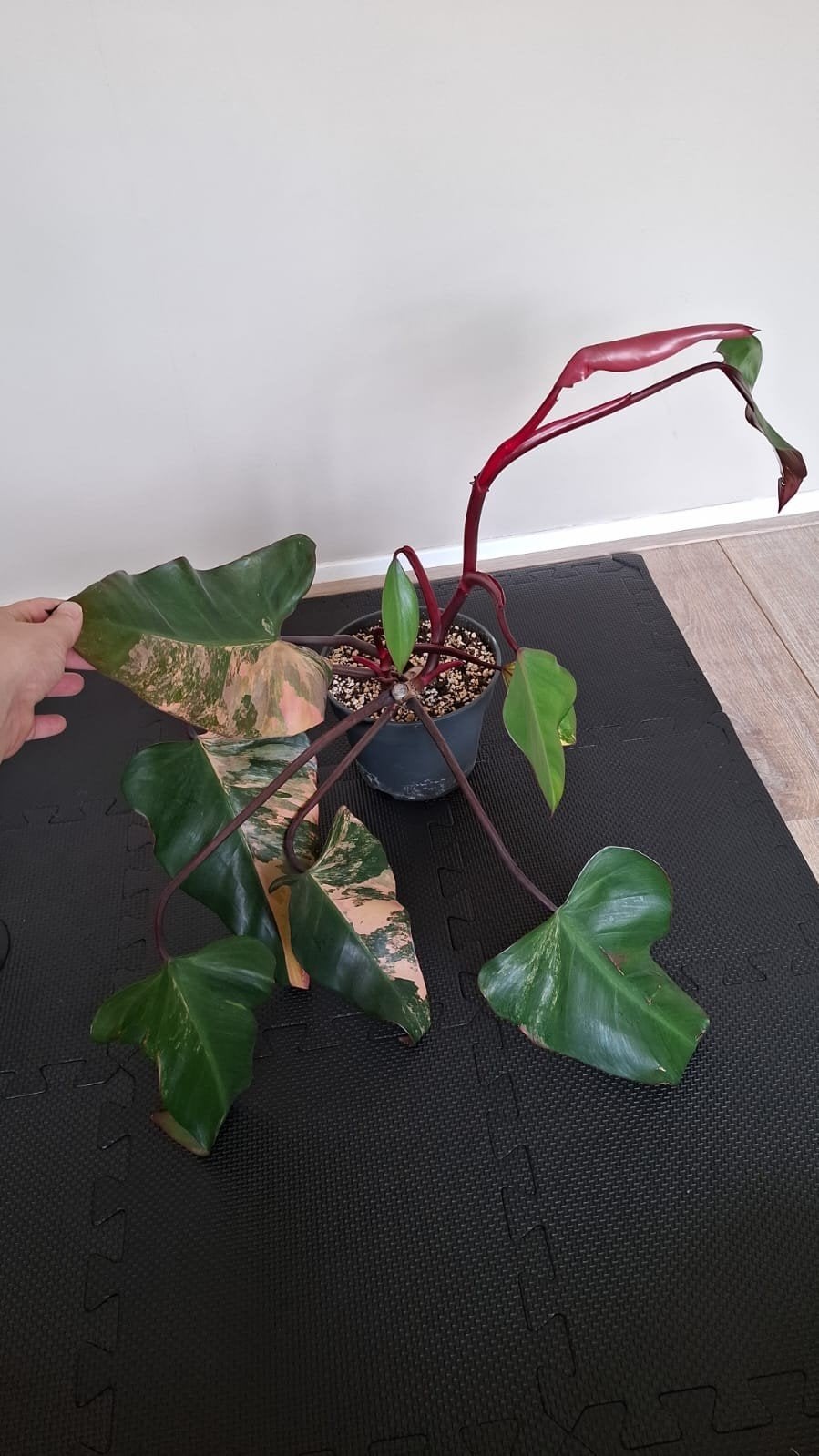 Philodendron Strawberry Shake, Ophalen of Verzenden, Halfschaduw, Minder dan 100 cm