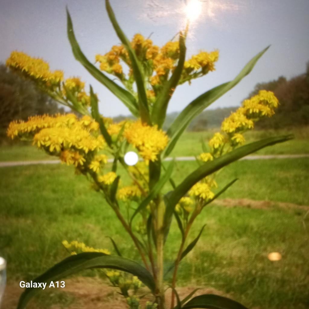 Solidago (Guldenroede) - 10 voor €10, Overige soorten, Vaste plant, Ophalen of Verzenden, Halfschaduw