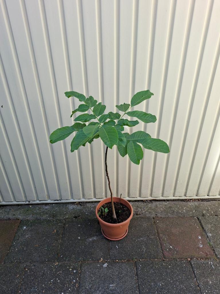 Walnoot boompje, Ophalen, Minder dan 100 cm, Overige soorten, Zomer