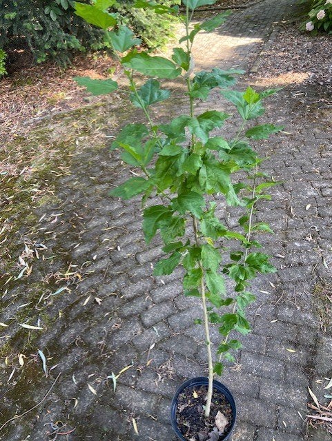 Hibiscus, Ophalen, Overige soorten, Struik, 100 tot 250 cm