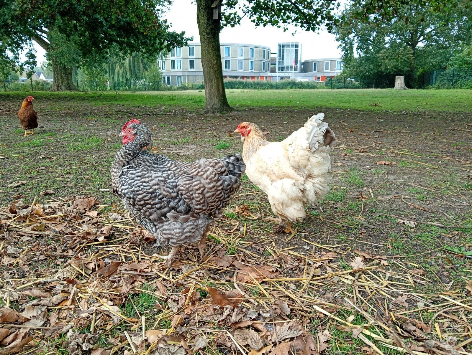 twee gezelschapskippen, Vrouwelijk, Kip