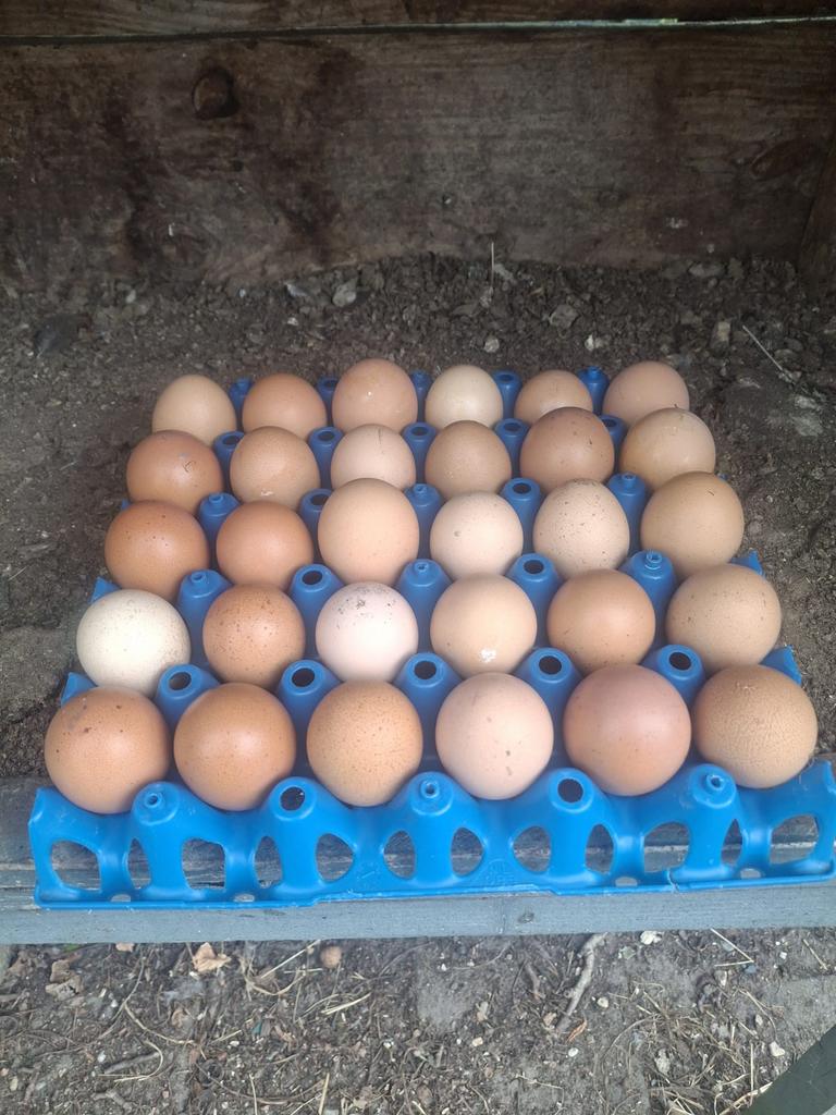 broedeieren, Dieren en Toebehoren, Pluimvee, Geslacht onbekend, Kip