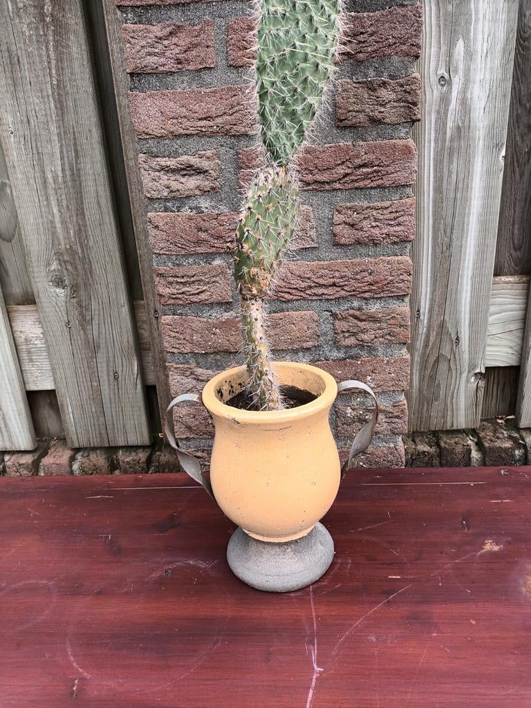 Cactus  met pot, Tuin en Terras, Bloembakken en Plantenbakken, Ophalen, Zo goed als nieuw, Rond