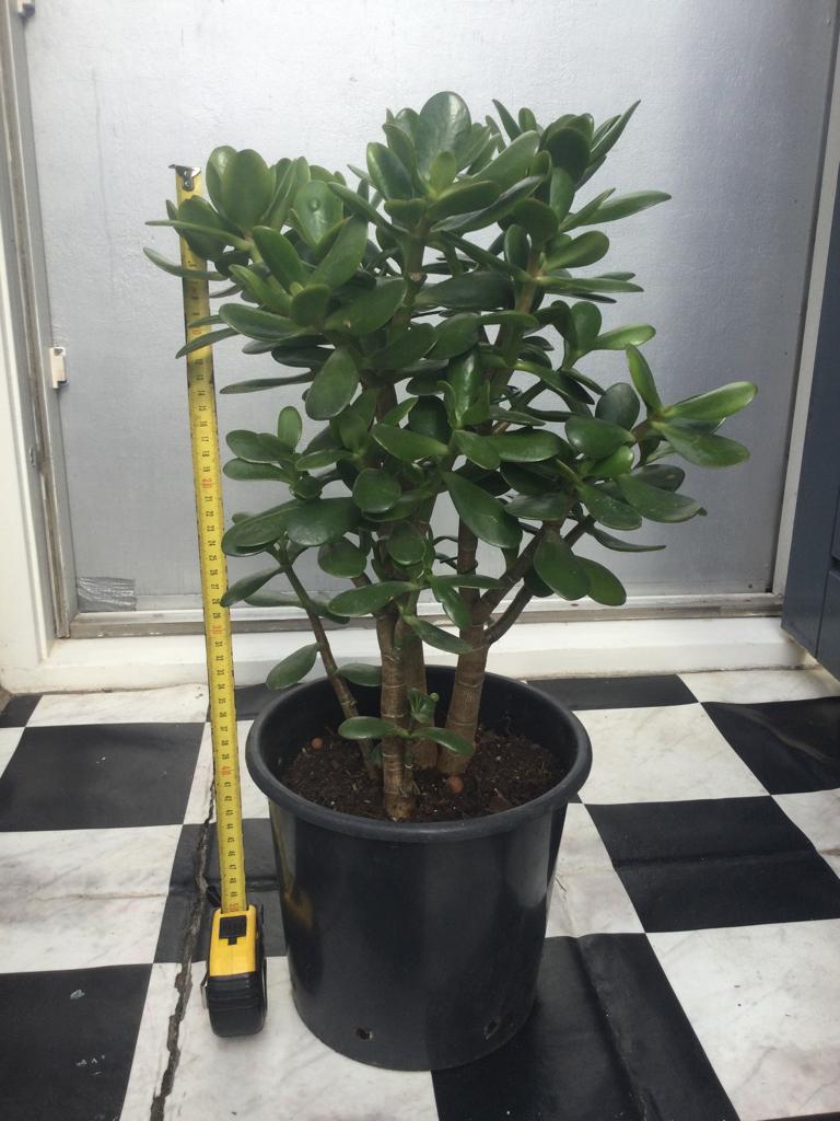 Crassula Ovata, Ophalen, Halfschaduw, Minder dan 100 cm