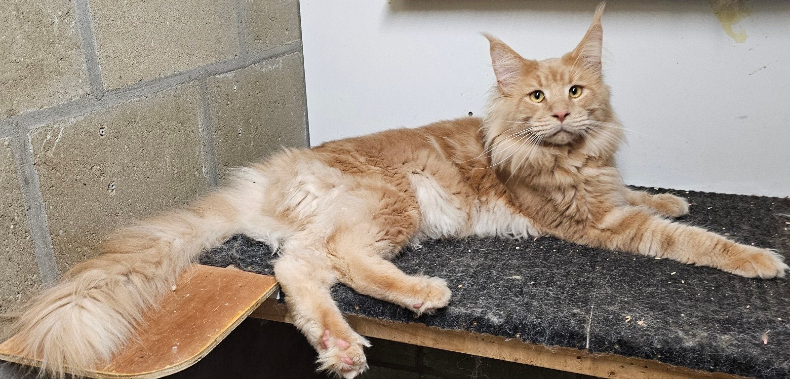 kittens met stamboom worden verwacht, Dieren en Toebehoren, Meerdere dieren, Met stamboom, 0 tot 2 jaar