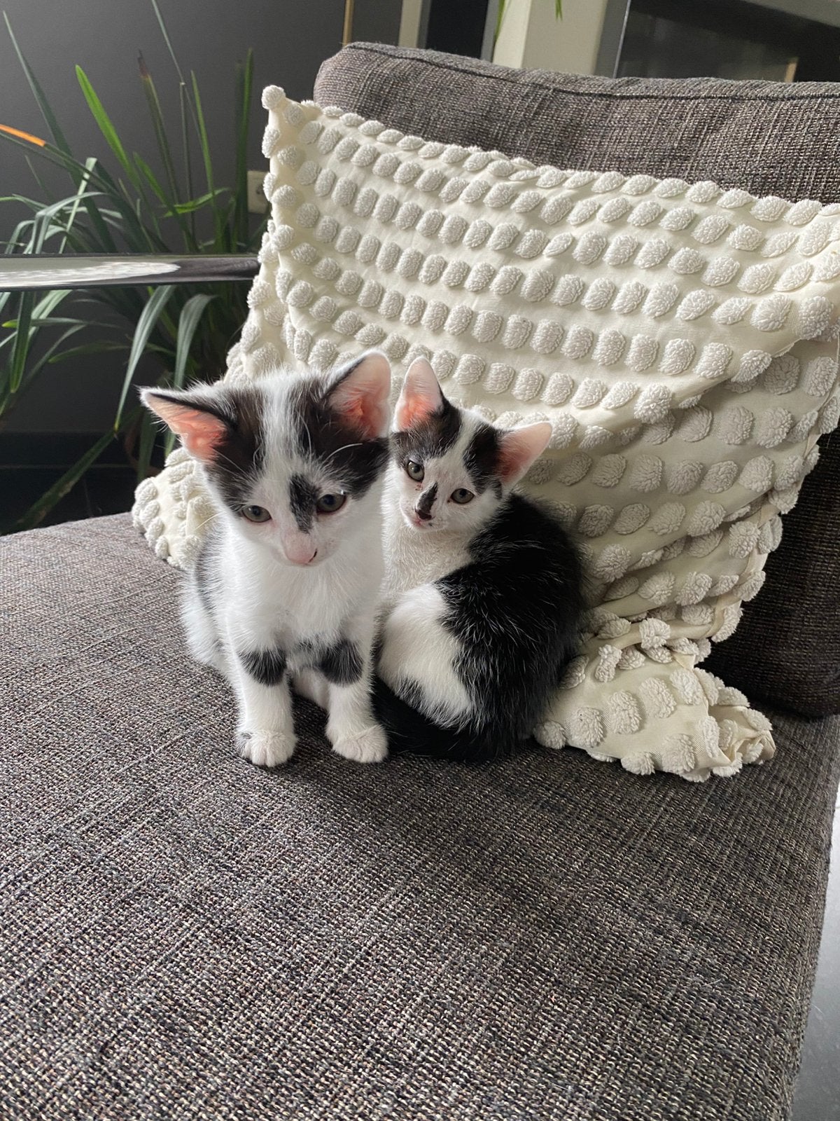 2 mini-kittens (blijven klein!), Poes, Kortharig, 0 tot 2 jaar