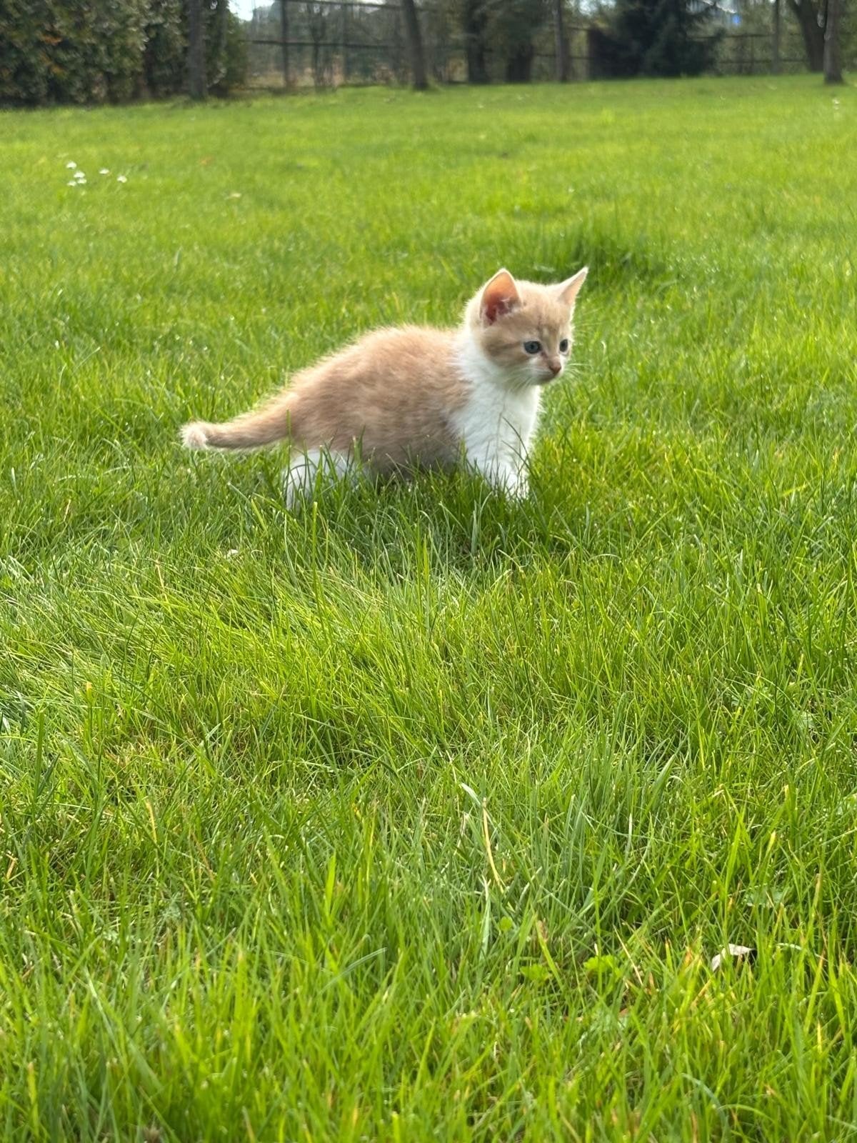 Lieve rode katertjes, Dieren en Toebehoren, Kater, Kortharig