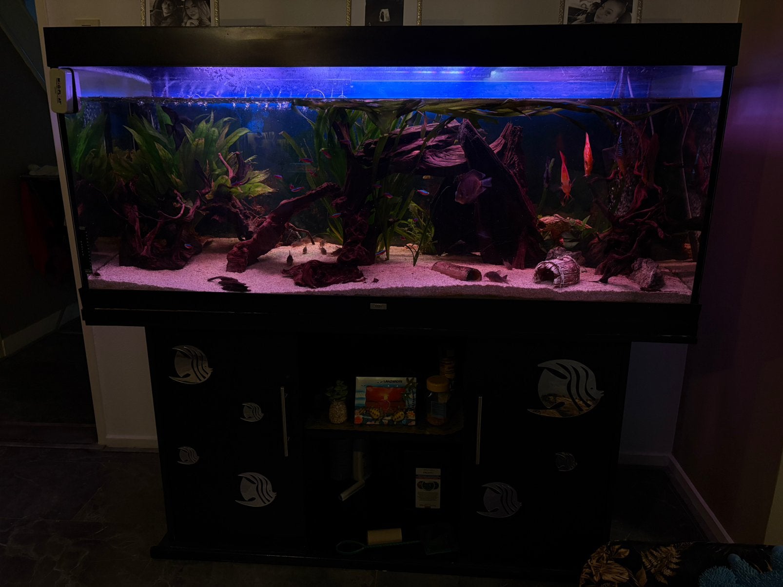 Juwel 450 aquarium incl discus etc, Ophalen, Zo goed als nieuw, Gevuld zoetwateraquarium