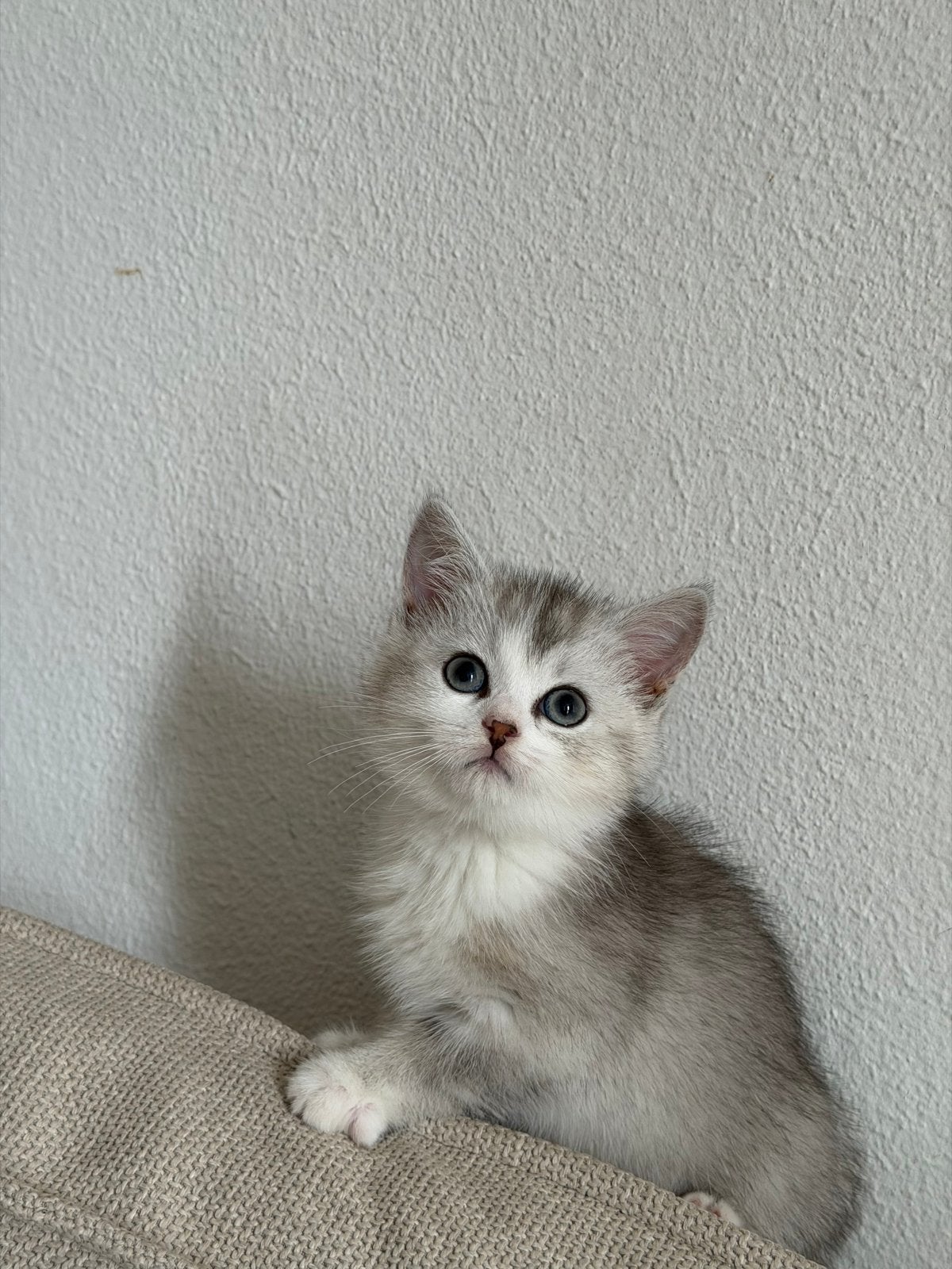 Lieve British Shorthair kitten – 8 weken oud, Dieren en Toebehoren, Kater