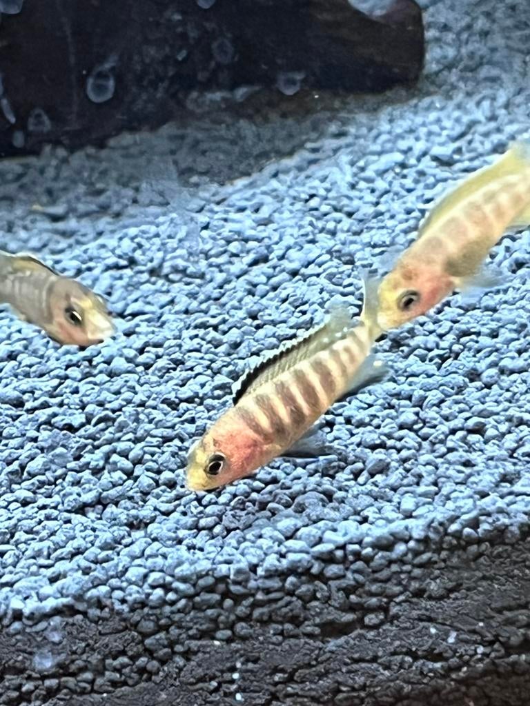 Malawi chicliden Yellow denk ik, Vis