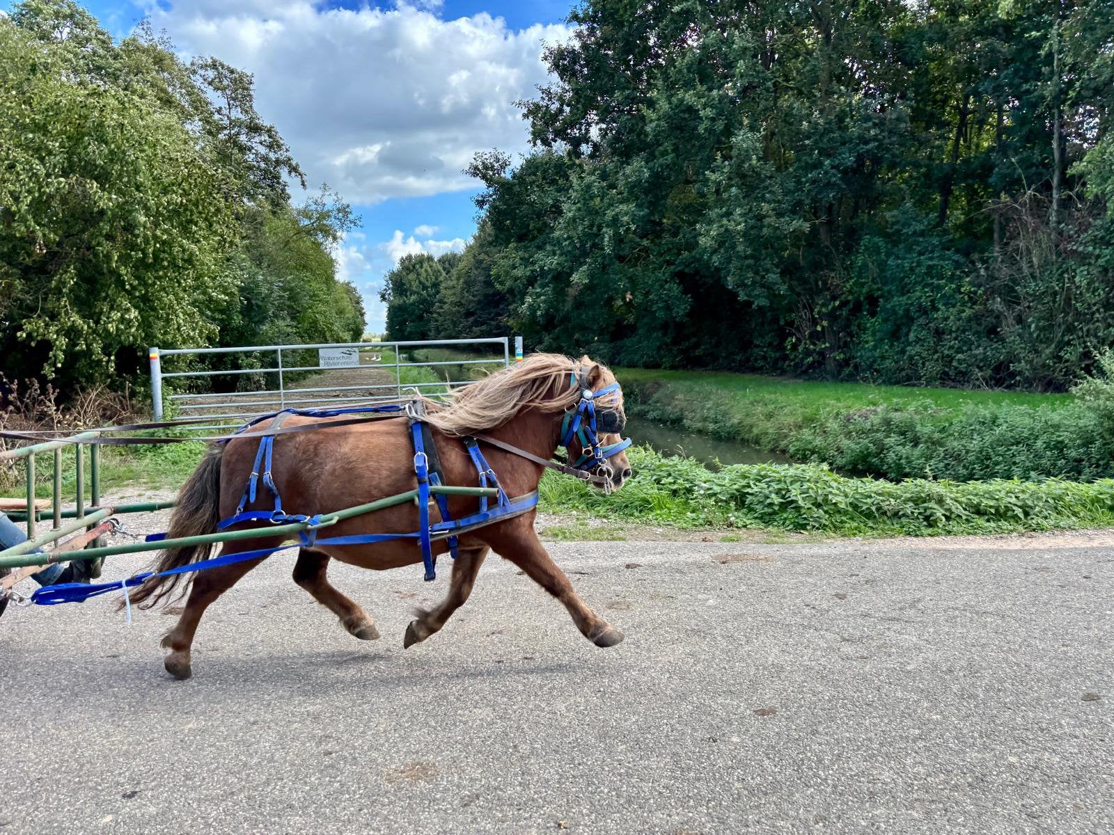Shetlander merrie betuigd (nw adv), Dieren en Toebehoren, Merrie, A pony (tot 1.17m), Tuigpony, Gechipt