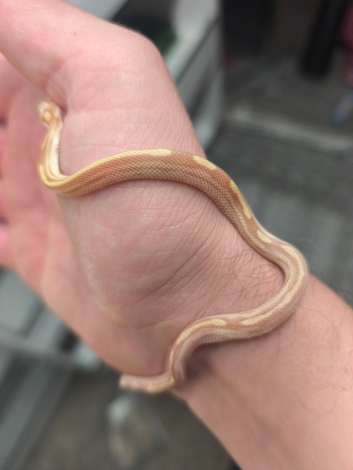 Jonge korenslangen te koop – diverse kleuren/patronen – eten Corn Snake photo 7