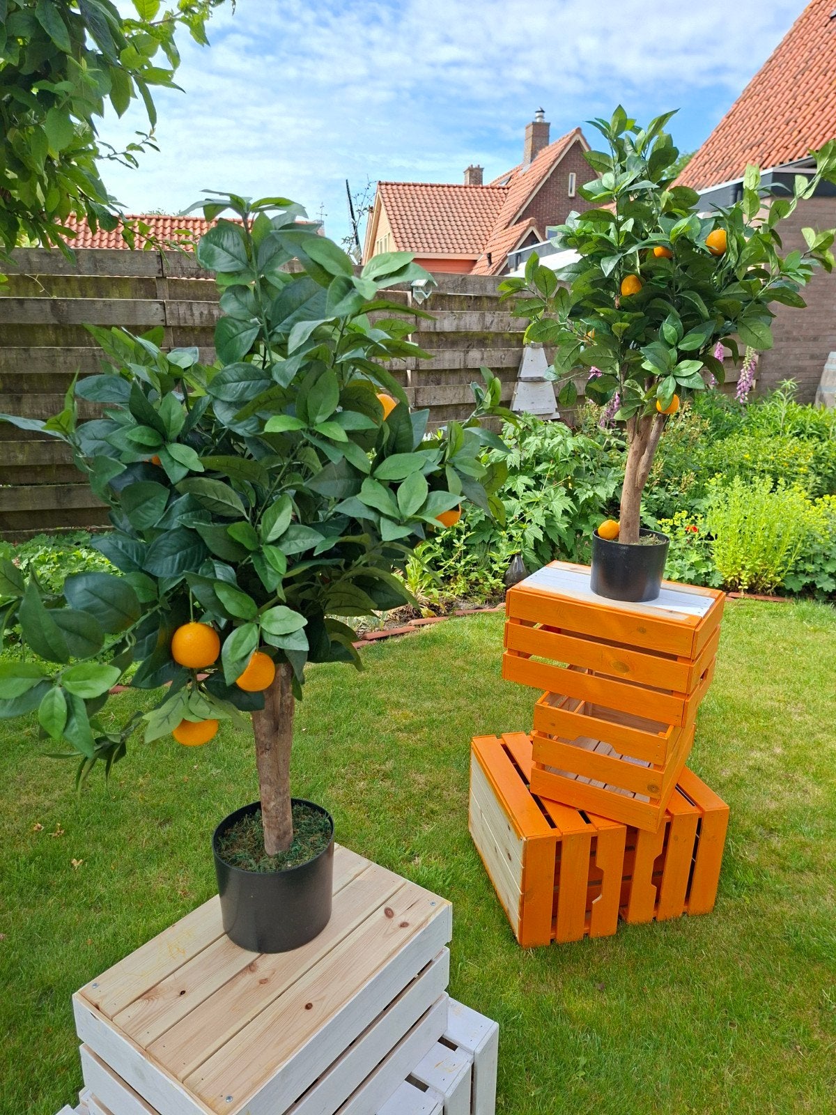 2 mandarijnen boompjes bomen, Ophalen