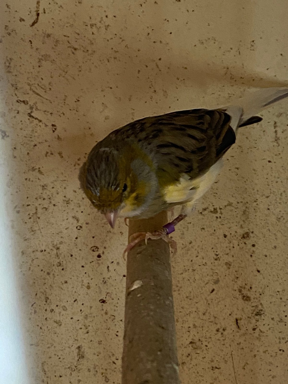 KANARIE ., ‘25 MAN, Dieren en Toebehoren, Mannelijk, Kleurkanarie