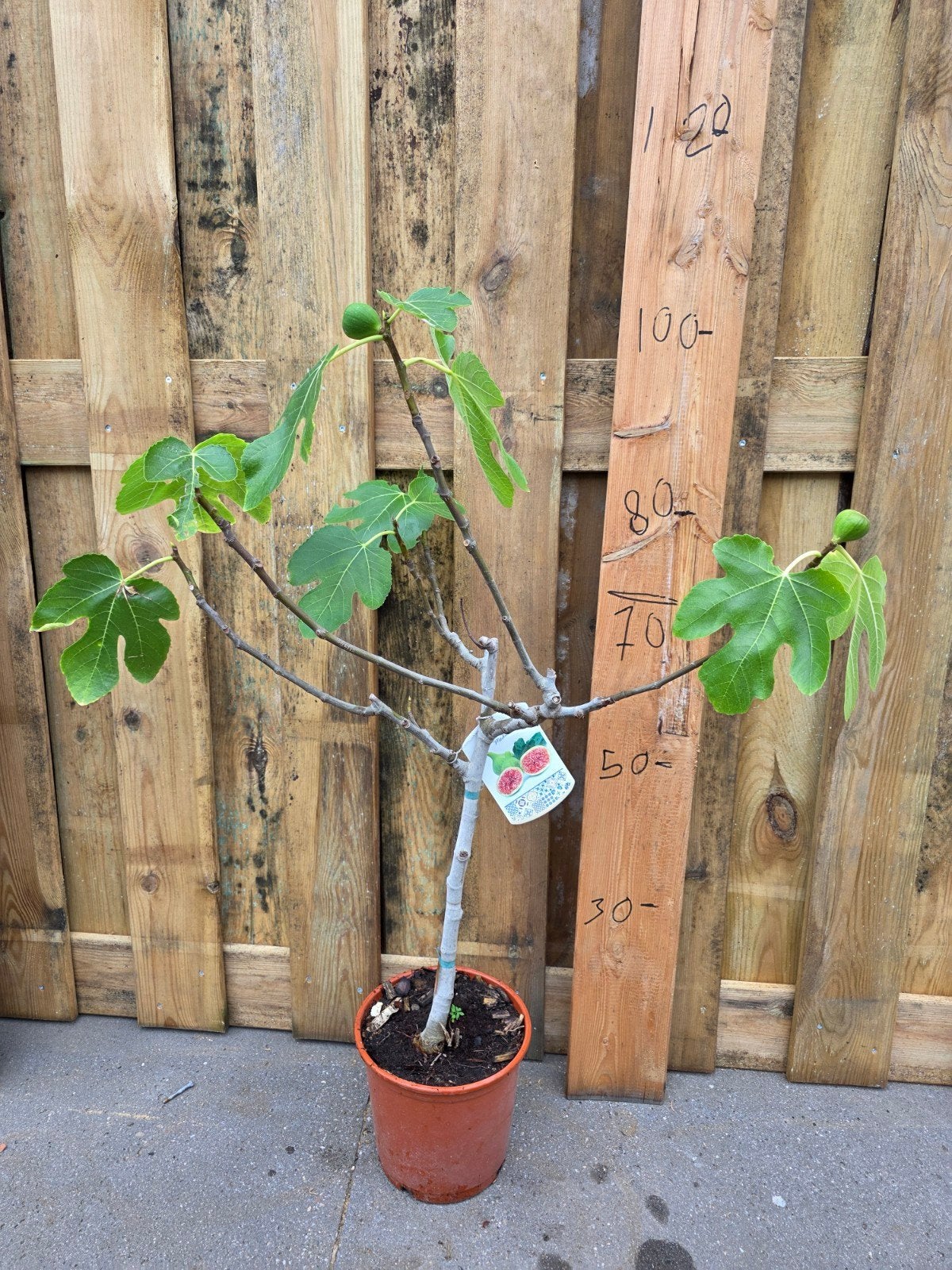 Vijgenboom (Ficus carica) - Jonge plant met vruchten, Tuin en Terras, Ophalen of Verzenden, Overige soorten, Volle zon