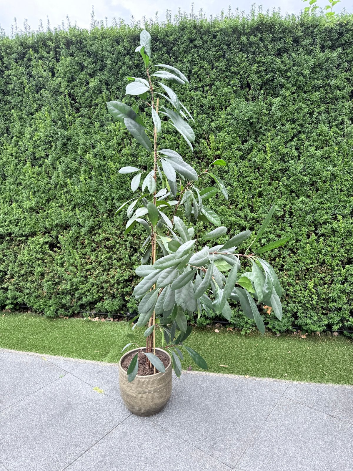 Grote Ficus in pot - Ideaal voor binnen of buiten, Vaste plant, Bloeit niet, Halfschaduw, Ophalen