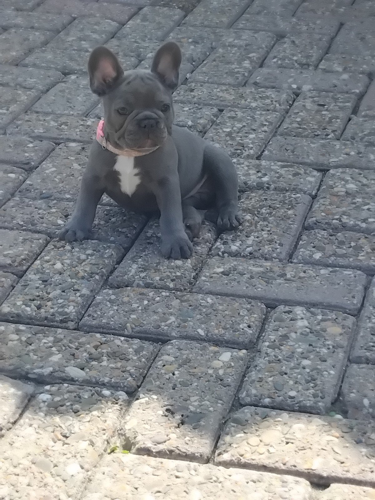franse bulldog PUPS, Dieren en Toebehoren, Parvo, 8 tot 15 weken, Bulldog, Meerdere