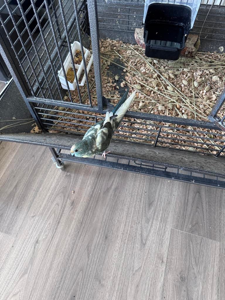 2 mooi tamme kakariki poppen met kooi en toebehoren, Dieren en Toebehoren, Vrouwelijk, Parkiet, Tam