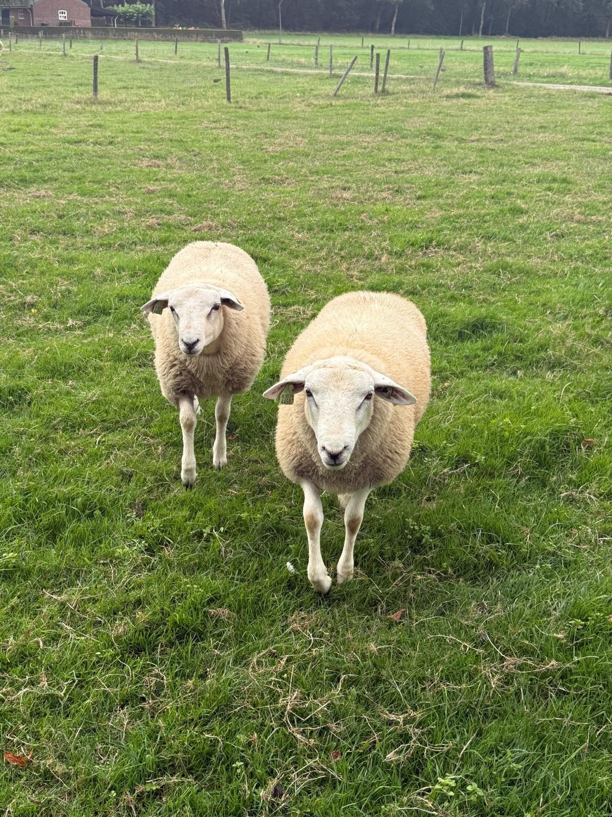 3 swifter rammen te koop, Mannelijk, Schaap, 0 tot 2 jaar