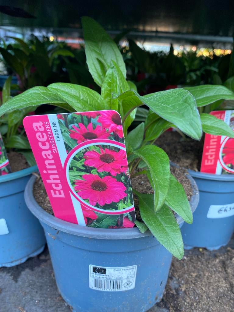 Echinacea in diverse kleuren - Vaste plant voor uw tuin, Volle zon, Vaste plant, Zomer, Ophalen