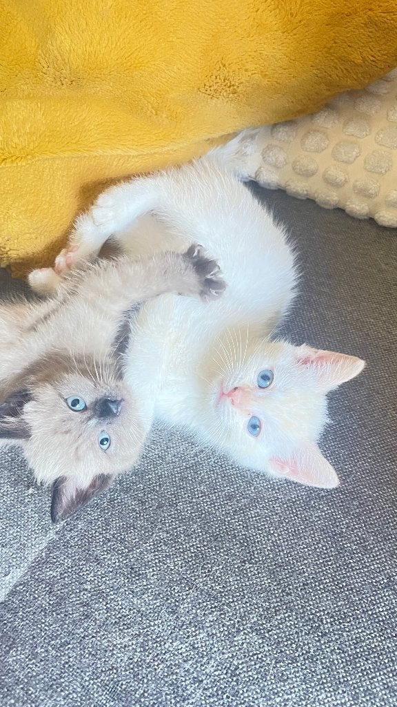 Beautiful Siamese X RagDoll kittens, Dieren en Toebehoren, Meerdere dieren, Kortharig, 0 tot 2 jaar