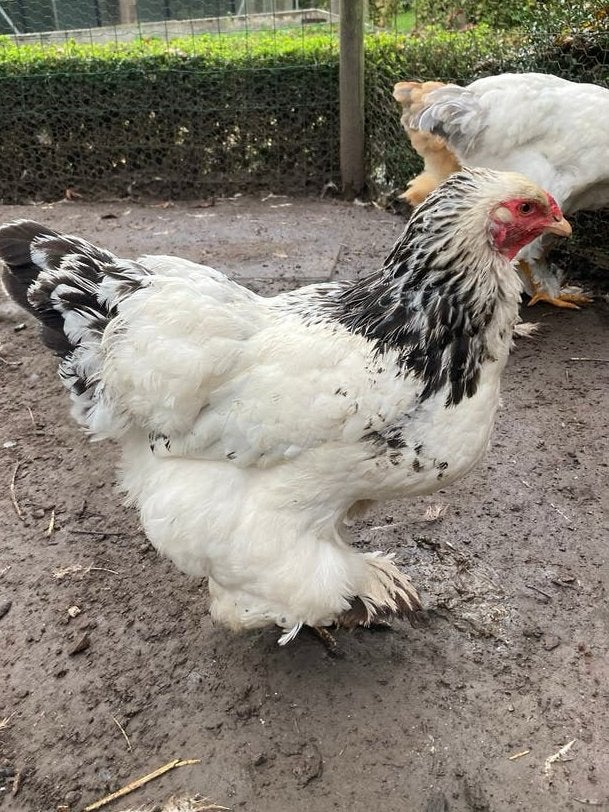 Hennetje, Dieren en Toebehoren, Vrouwelijk, Kip