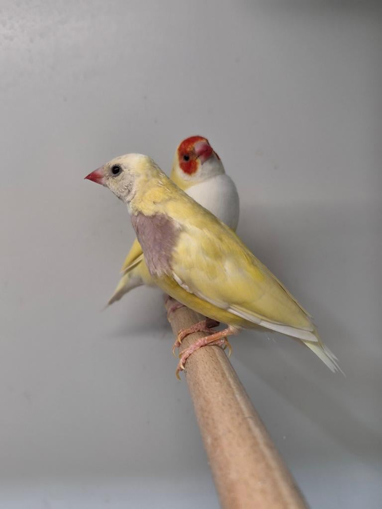 Koppel gouldamandines, Meerdere dieren, Tropenvogel, Geringd