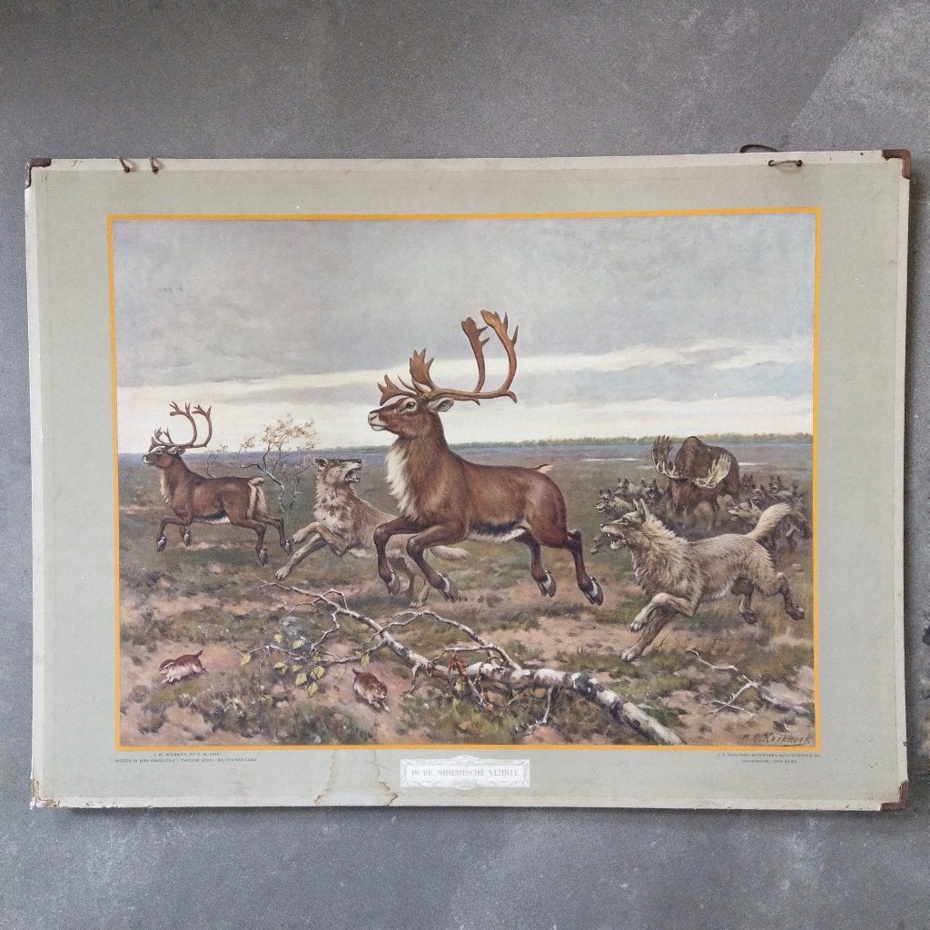 Schoolplaat In de Siberische vlakte – Koekkoek 1934, Antiek en Kunst, Antiek | Schoolplaten, Ophalen of Verzenden, Natuur en Biologie