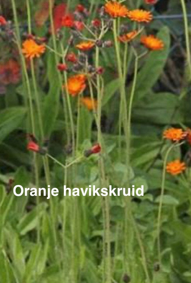 zaden oranje Havikskruid, Ophalen of Verzenden, Volle zon, Zaad
