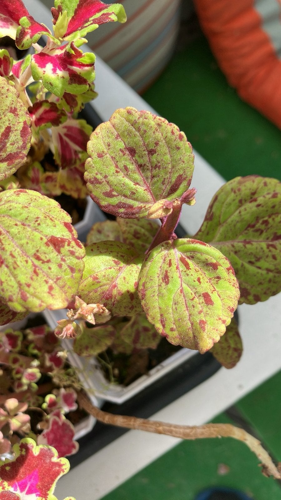 Siernetel/ coleus plantjes, Ophalen, Halfschaduw, Minder dan 100 cm