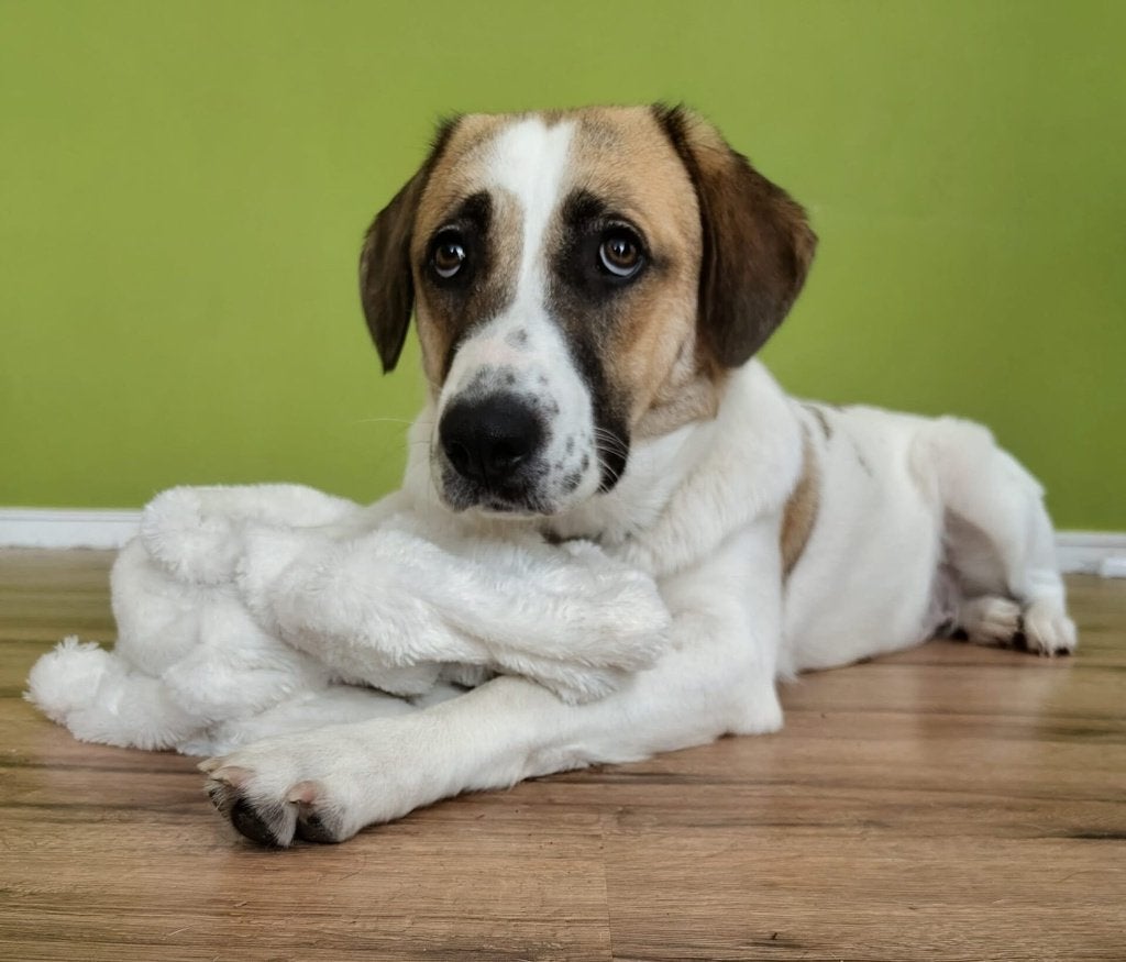 Nowra – nu echt op zoek naar een forever home., Dieren en Toebehoren, Particulier, 15 weken tot 1 jaar, Buitenland, Teef