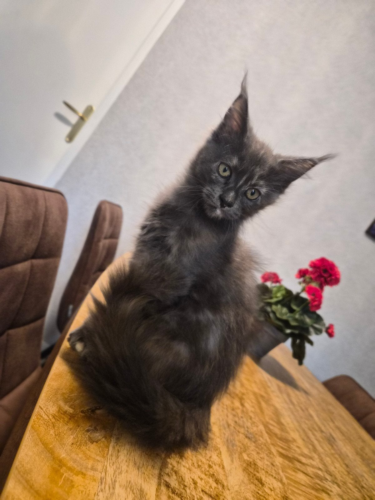 maine coon kittens, Poes, Gechipt, 0 tot 2 jaar