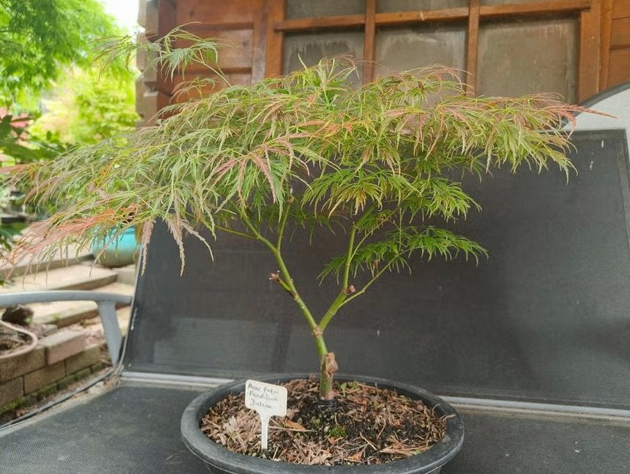 Bonsai Acer Palmatum Pendulum Julian, Tuin en Terras, Bloeit niet, Halfschaduw, Overige soorten, Minder dan 100 cm