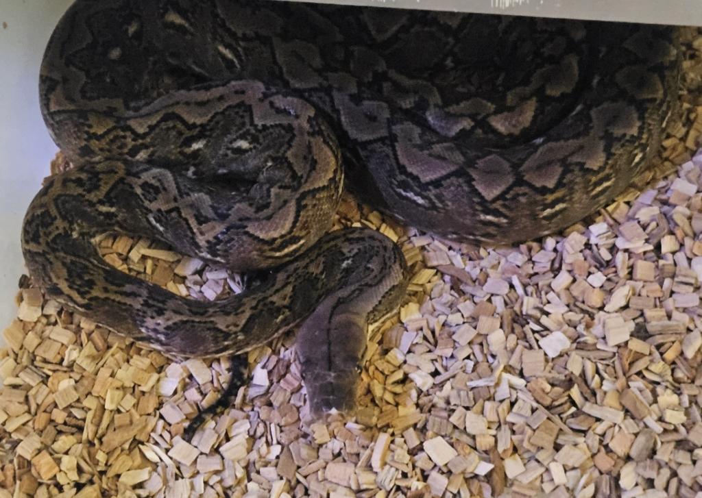 tres rare couples 1.1 python reticulatus pur KAROMPA Reticulated Python - unknown for sale from reptile900