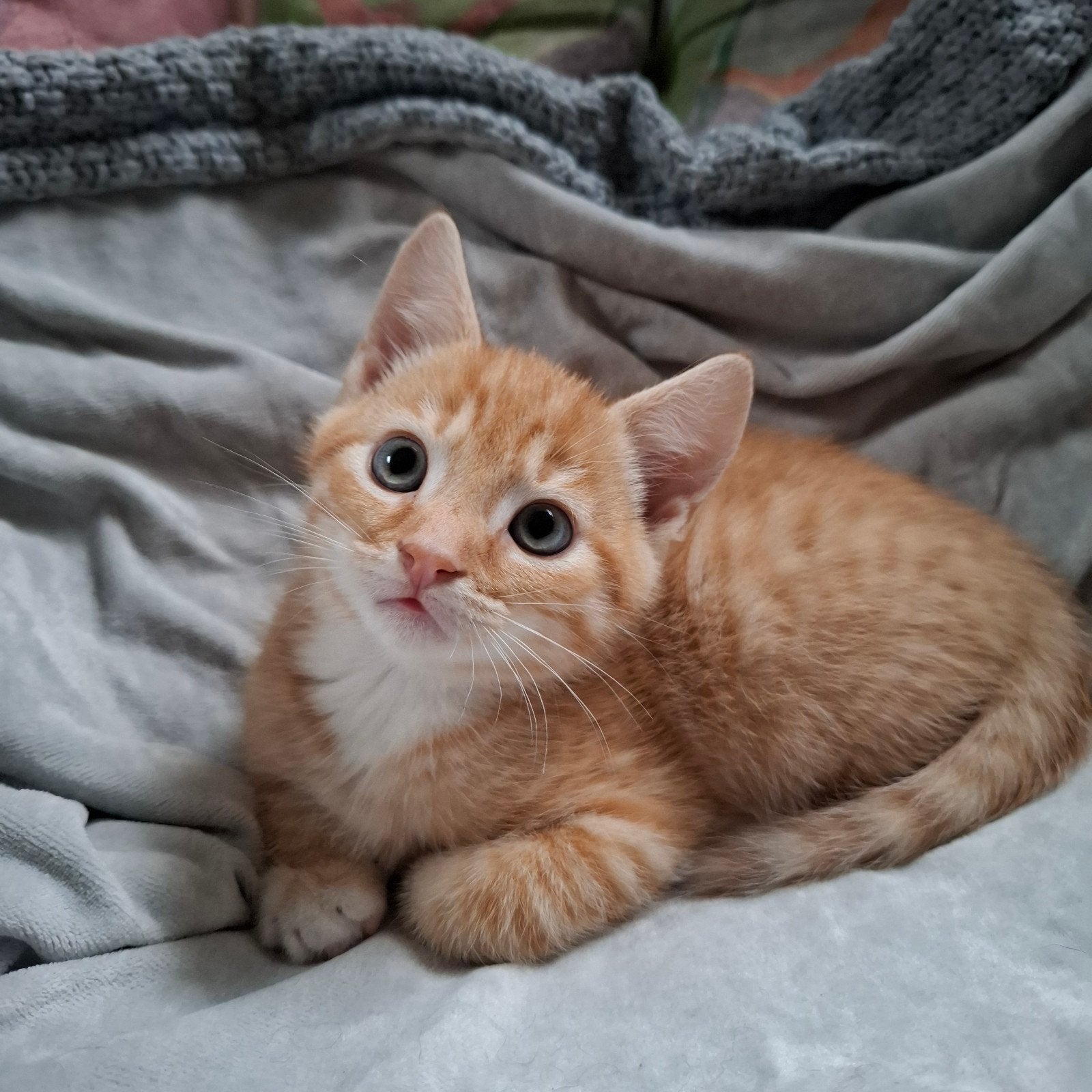 kittens, Poes, Ontwormd