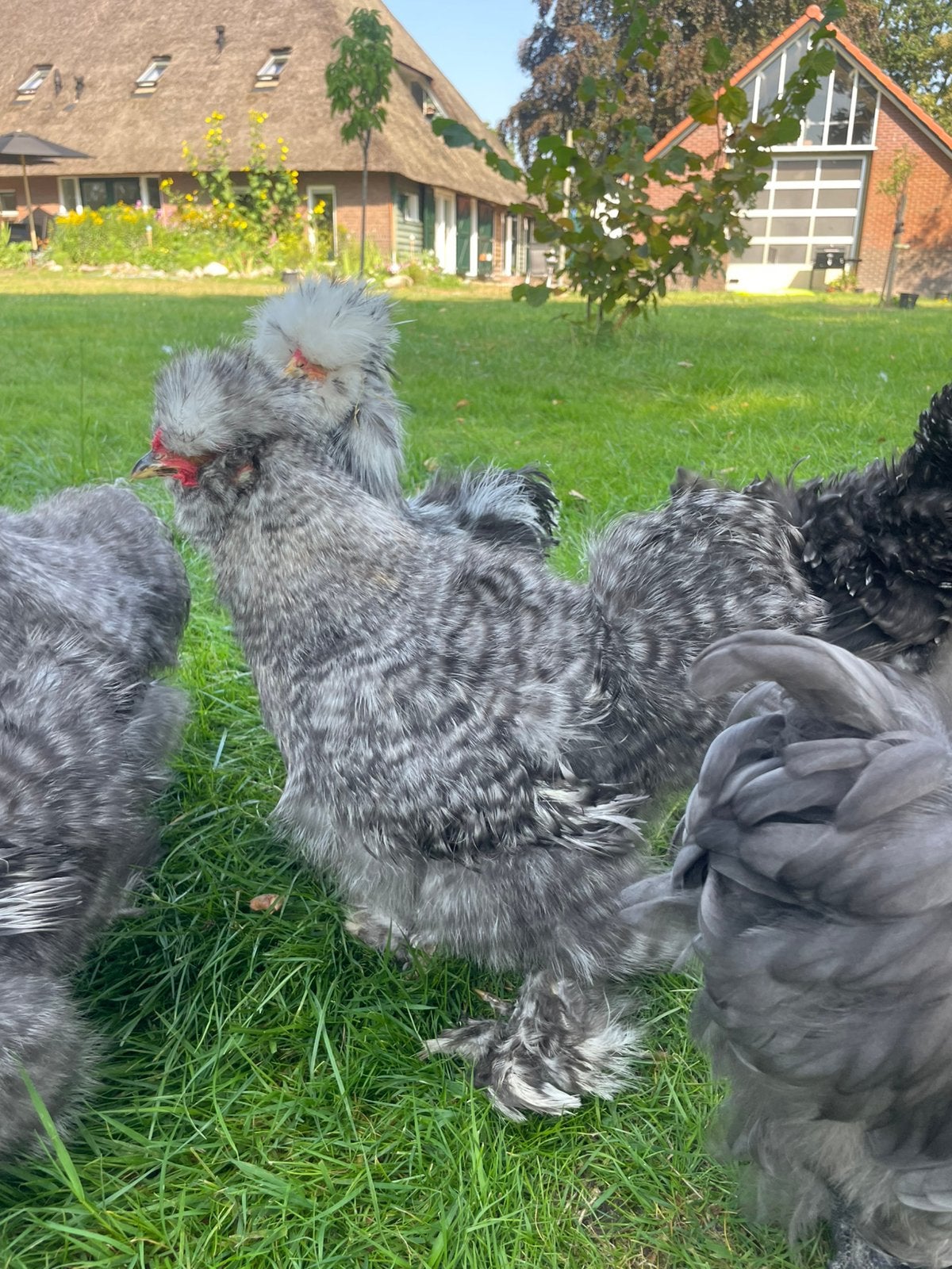 Zijdehoender haantjes, Dieren en Toebehoren, Pluimvee, Mannelijk, Kip